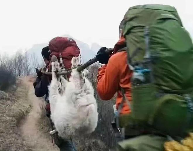 人登山喜欢带着活鸡?不朽情缘首页为何徒步(图3) 人登山喜欢带着活鸡?不朽情缘首页为何徒步(图3)