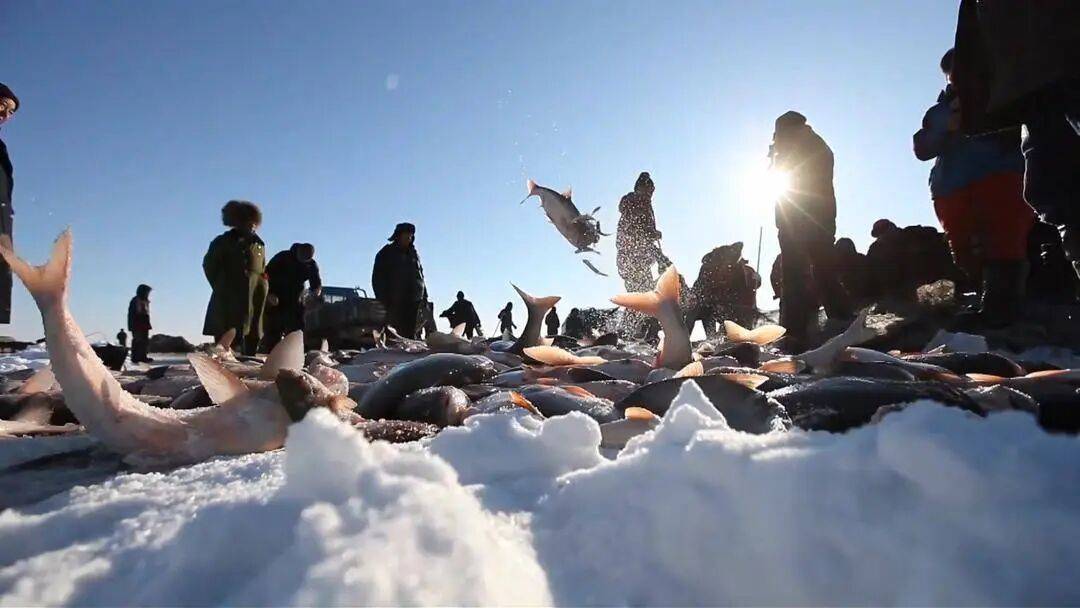 头鱼吃大席｜数九冬韵 乐购辽宁不朽情缘平台冬捕号子喊你来抱(图1)