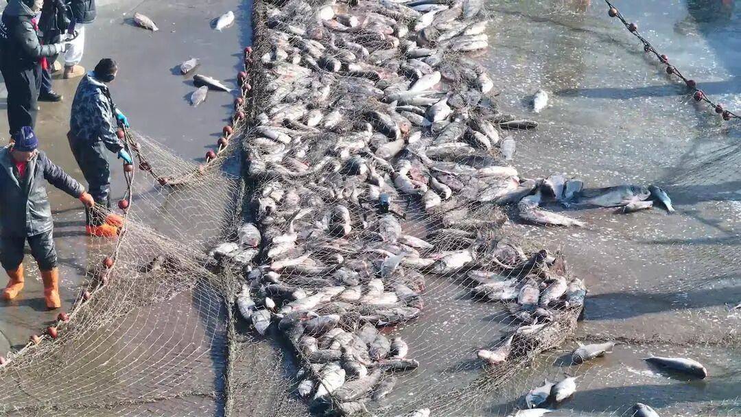 头鱼吃大席｜数九冬韵 乐购辽宁不朽情缘平台冬捕号子喊你来抱(图4)